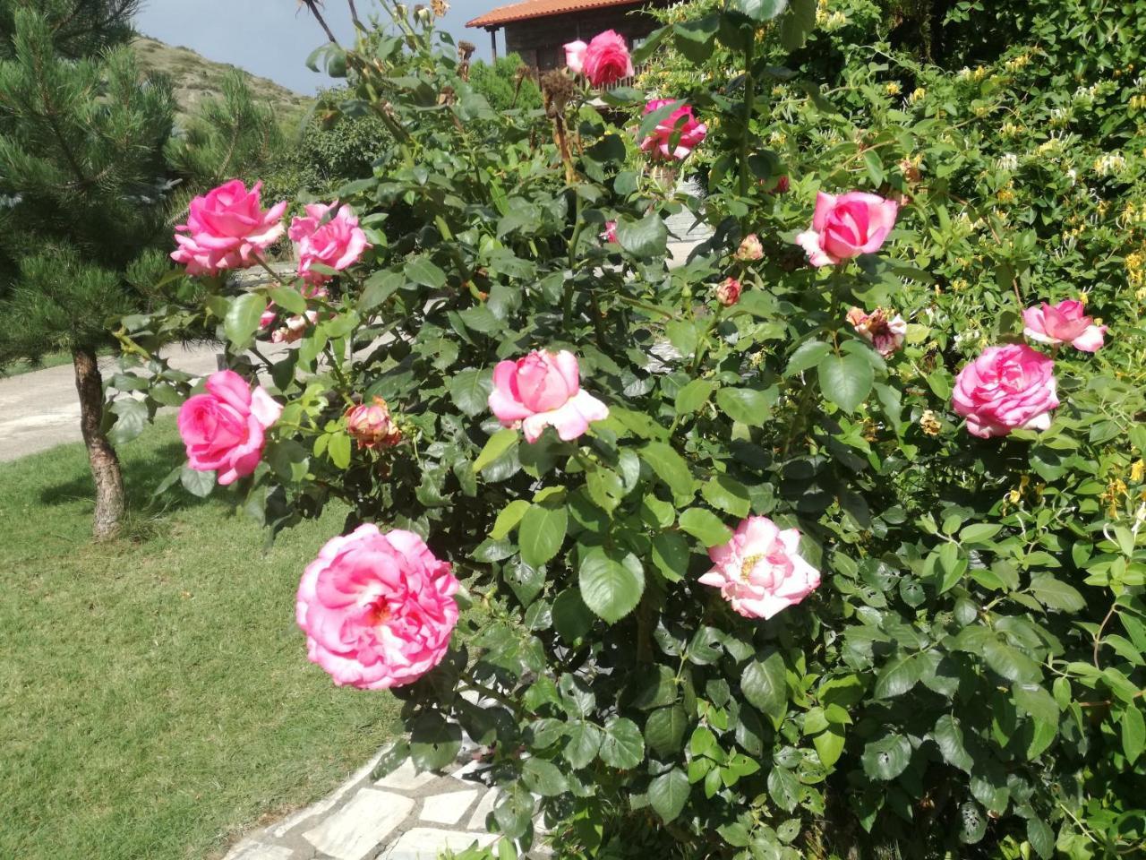 Prespa Resort & Spa Platy  Ngoại thất bức ảnh